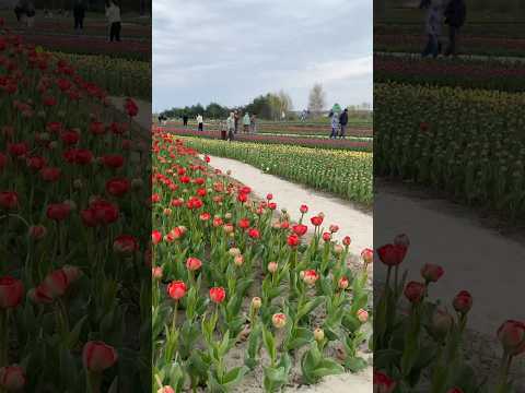 Поїздка в добро парк в сезон тюльпанів #добропарк #dobropark #тюльпани