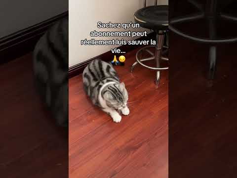SVP 🙏 #chat #animaux #sauvetage #protectionanimale #refuge #sensibilisation#shortsfr #fyp