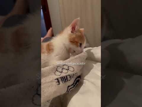 Simba wawita es un cazador pegriloso #cat #simba #gatos