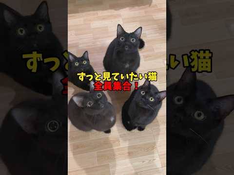 猫の動画サムネイル - ずっと見ていたい❤️ #猫 #cat #cats #cute