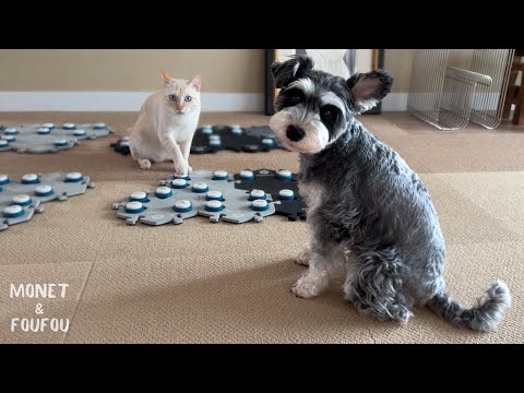 弟猫にボタンの意味をそっと教える姉犬…心じんわり♡