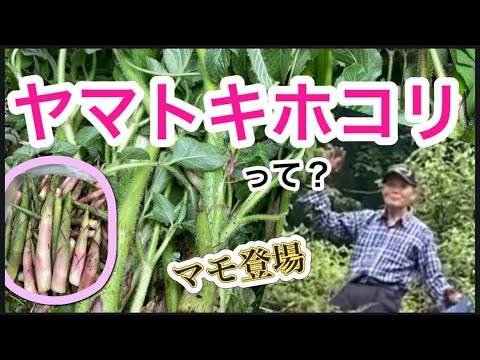 82歳兄貴と山菜採り‼️山菜が豊富な太鼓山‼️2025年5月29日
