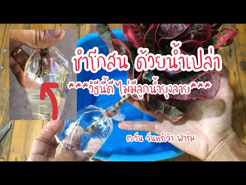 ชำโกสน-ด้วยน้ำเปล่า-วิธีนี้ดีไ ชำโกสน-ด้วยน้ำเปล่า-วิธีนี้ดีไ