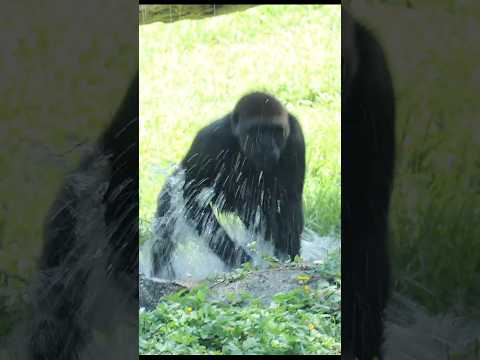 cute #gorilla 💦😆 #gorillatag #taipeizoo #金剛猩猩 #台北市立動物園 #zoo #shorts サムネイル