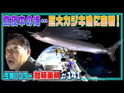 2m超え！巨大カジキ漁に同行したら…まさかの大漁！？≫生物ハンター加藤英明・Japan wild hunter