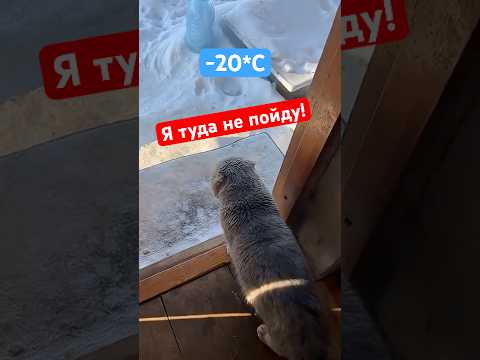 Коты не хотят на улицу в -20