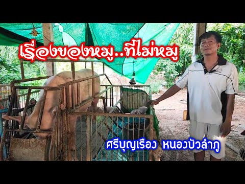 ออกงานประจำมาเลี้ยงหมูที่ศรีบ