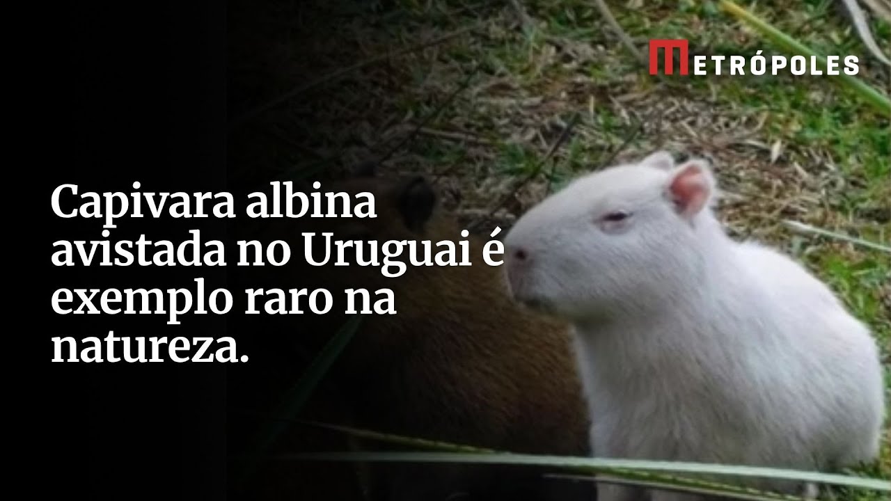 Capivara albina avistada no Uruguai é exemplo raro na natureza.