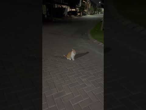 A Old Yellow Cat In Night #cat #funny #cute #貓咪日常 #cutecat #kitten #貓 #animals #oldcat #kucing