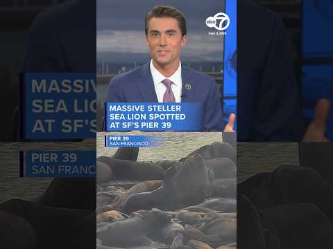 Is Chonkers back? Massive Steller sea lion seen sunbathing at San Francisco's Pier 39
