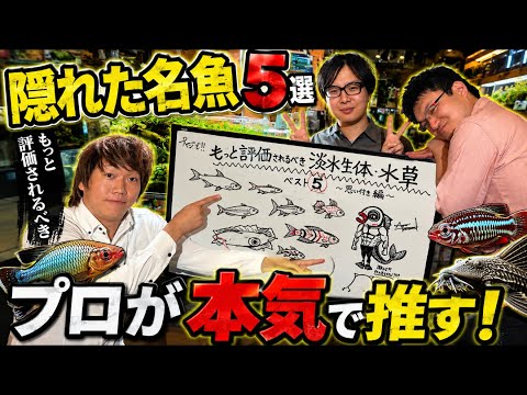 もっと売れていい!熱帯魚屋が本気で推す「隠れた名魚」5選