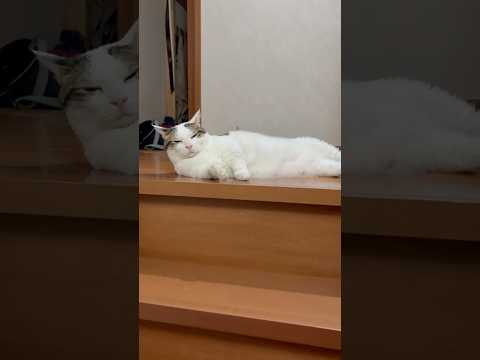 安心を守る二重セキュリティと猫の癒し映像 サムネイル
