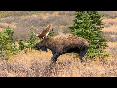 COW REJECTS BULL MOOSE  | MOOSE MATING | 4K