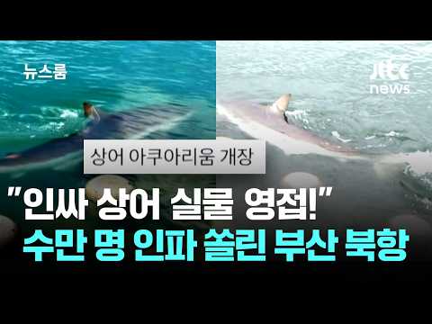 "인싸 상어" 실물 보러 우르르…<strong>수만</strong> 명 몰린 부산 북항 / JTBC 뉴스룸