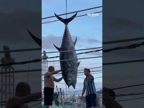 Massive catch of giant bluefin tuna sold at market #gianttuna #bluefin #fishmarket #millionviews