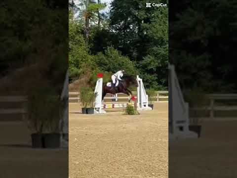 ALL MA LIFEEE #horse #equestrianjourney #showjumping
