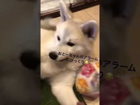 #akitainu アラームにびっくりする秋田犬