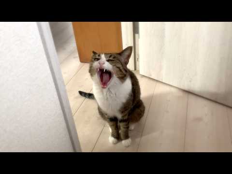 あくびと一緒に声が出てしまう猫
