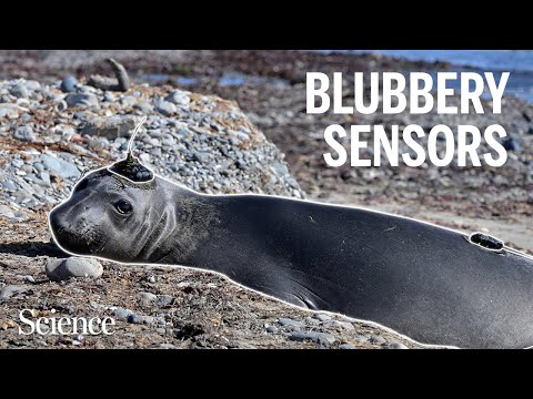 These seals are mapping their changing habitat