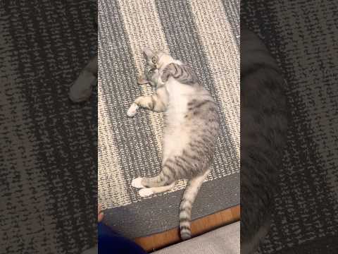 おデブちゃん　#保護猫