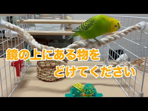 鏡の上におもちゃがあって鏡に近づけない・・・なんとかしてと直訴するインコ&おばあさんのいない桃太郎【セキセイインコ】