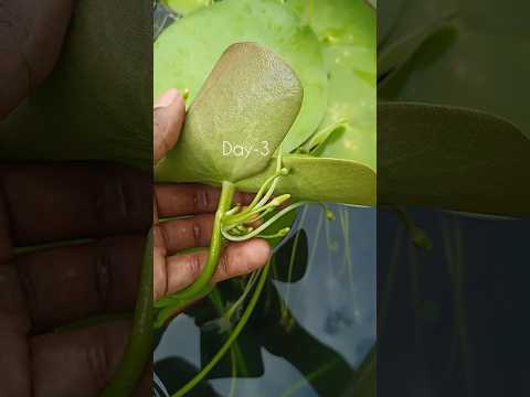 Time-lapse of water lily vegetative propagation.#waterlily #amazing #timelapse #shorts
