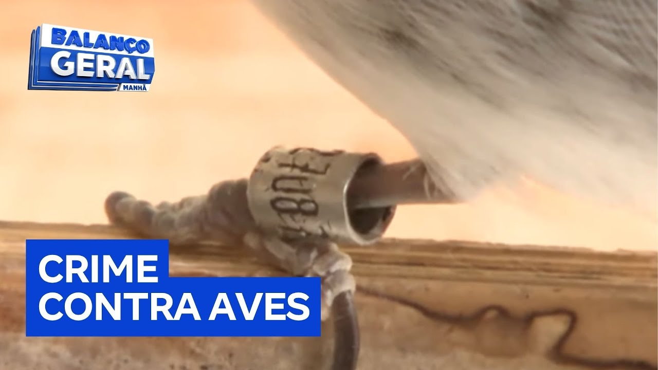 PF e Ibama desarticulam quadrilha que falsificava anilhas