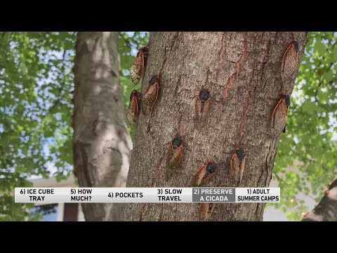 6@6: How to preserve a cicada