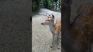 【奈良旅行】浴衣を着て東大寺にGO