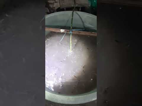 BIBIT IKAN LELE UKURAN 3-4 #ikan #fishing #budidayalele #fish #lele #ikannila #ikanhias #mancing