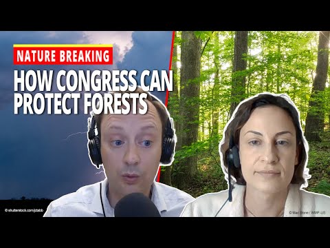 How Congress Can Protect Forests