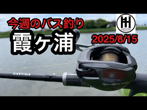 触るな危険⁈スコーピオンMD200とタトゥーラXT！バス釣り今週の霞ヶ浦2025年8月15日