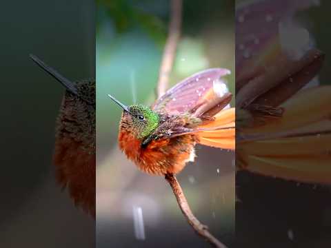 Red-breasted Hummingbid enjoying the rain ☺️