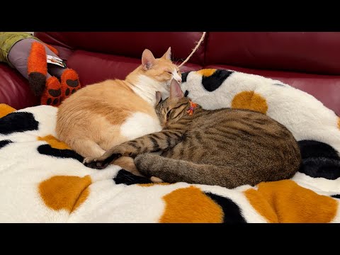 ティガーとロビンがラブラブする季節がやってきました。