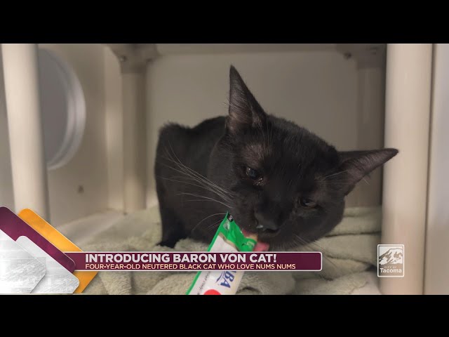Introducing – Baron Von Cat, our beautiful “Num Num” cat who is this week’s Cityline Pet of the Week! This sweet black cat is neutered and about 4-years-old. While Baron prefers to get to know you from a distance, he can be easily coaxed to enjoy your company, especially if you have his favorite treat in hand. 
The Humane Society Staff believes Baron is a cat that just needs a patient and loving home to help him break out of his shell. And with time, who knows how large Baron Von Cat’s heart will grow? His beautiful large golden eyes will help keep watch over the household and we all agree that anyone would be lucky to have Baron Von Cat for their bestie to come home to! 

Baron Von Cat has been patiently waiting at the shelter for quite some time and this is good news for potential adopters because this means his adoption fee has been waived! 

If you’re interested in adopting “Baron Von Cat”, visit the Humane Society for Tacoma & Pierce County Tuesday through Sunday from 
10:00 A.M. – 5:30 P.M.
Or, to learn more about Baron Von Cat please visit his website at thehumanesociety.org/adoptable-pet/Baron Von Cat. 
If you’ve been thinking about adding a new best friend to your family, now it the PUURFECT time!