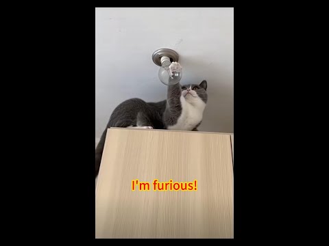 I'm furious!#cat #funny #shorts #subscribe
