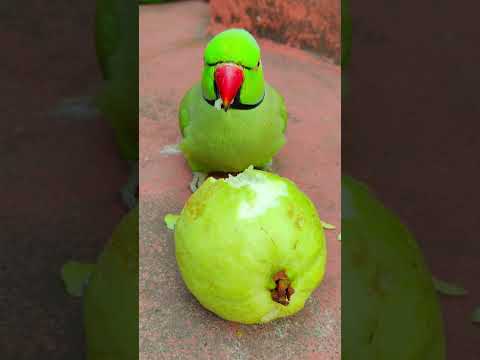 beautiful talking parrot 🦜🦜 #petbird #talkingparot #funny #nonstoptalkingparrot #eatingfruit #reels