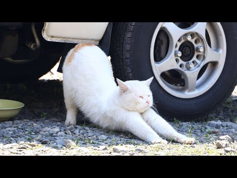 猫の動画サムネイル - 野良猫お食事　250530