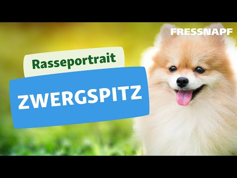 Der Zwergspitz I Rasseportrait I FRESSNAPF