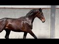 Dressage horse Mooie 2e jarige Vaderland x Fürstenball