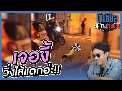 เจ้าถิ่นที่โคตรโหด..วิ่งหนีแทบ เจ้าถิ่นที่โคตรโหด..วิ่งหนีแทบ