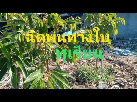 อาหารเสริมทางใบฉีดพ่นทุเรียนช่