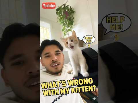 My Kitten Talks! Is He a Human? 🤯 Loudest Meows You'll Ever Hear!