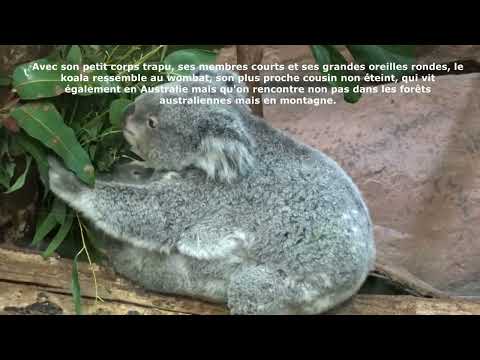 Le Koala et son Baby -  Zoo de Beauval -  St Aignan   (Loir et Cher)