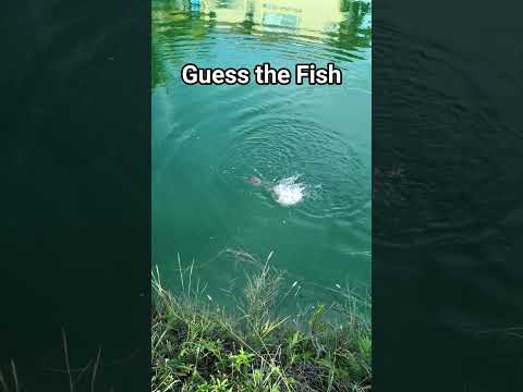 Guess the Fish. South Florida Canal Fishing #fishing #outdoors #miami