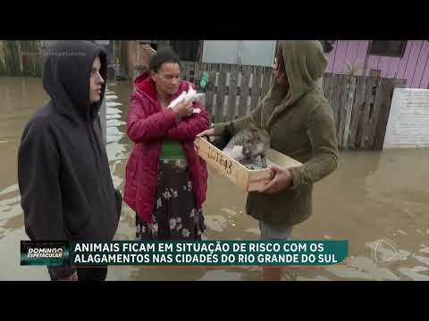 Equipas de resgate salvam animais de estimac?a?o que estavam no Rio