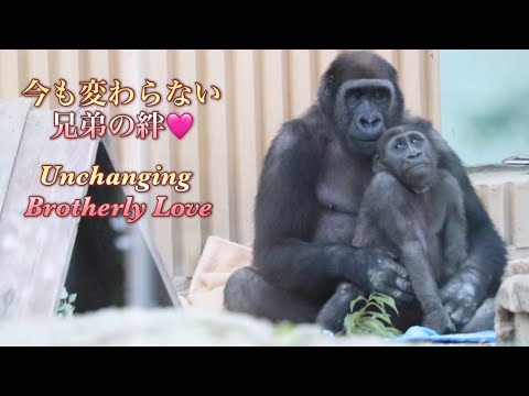 すっかり大人になった今でも、弟への愛情は変わらない兄ゲンタロウ⭐️ゴリラGorilla【京都市動物園】Gentaro's love for kintaro hasn't changed