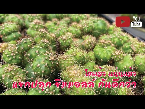 🌵โตแล้ว-แน่นแล้ว-แยกปลูกยิมมอล 🌵โตแล้ว-แน่นแล้ว-แยกปลูกยิมมอล