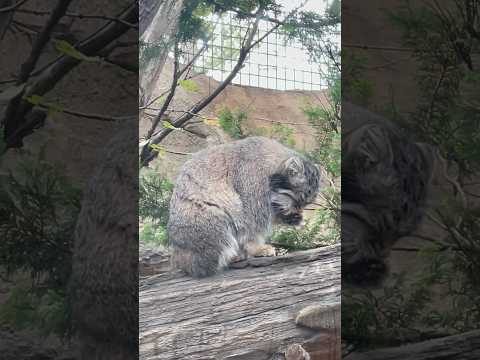 那須どうぶつ王国のマヌルネコ アブリコースのかわいい手ペロ動画2025年9月 サムネイル