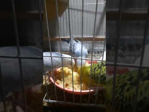 Fast Eating😅😅😅 #song #dance #music #spedup #highlights #lovebirds #birds #speedsong #cute